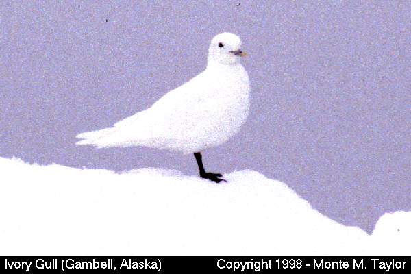 Ivory Gull -spring adult- (Gambell, St. Lawrence Island, Alaska)