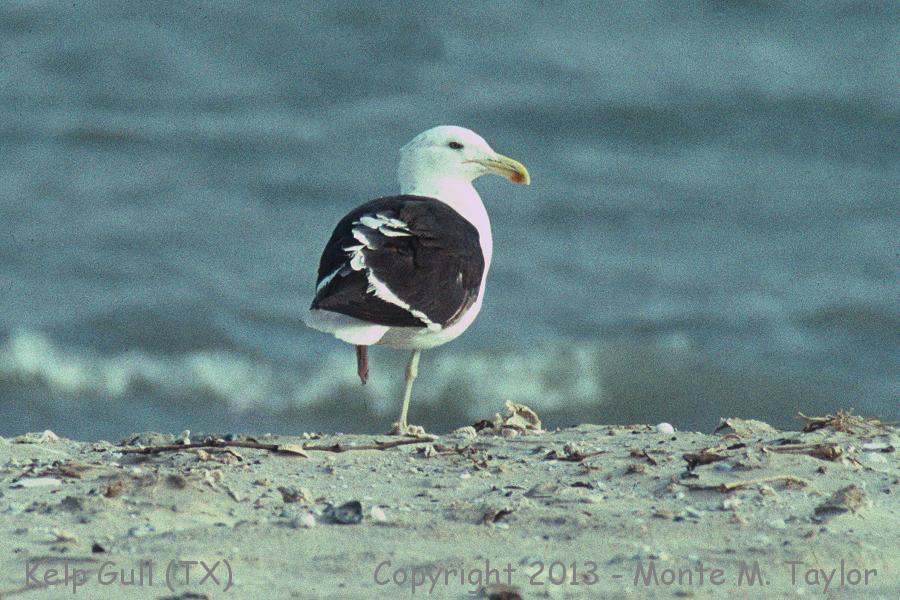 Kelp Gull -Feb 24th, 1996- (Galveston, Texas)