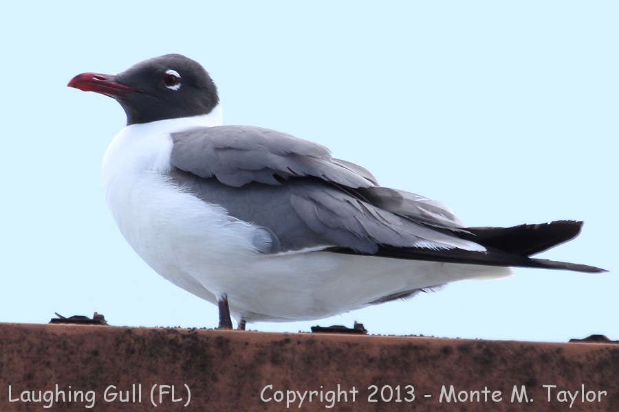 Laughing Gull -winter adult- (Florida)