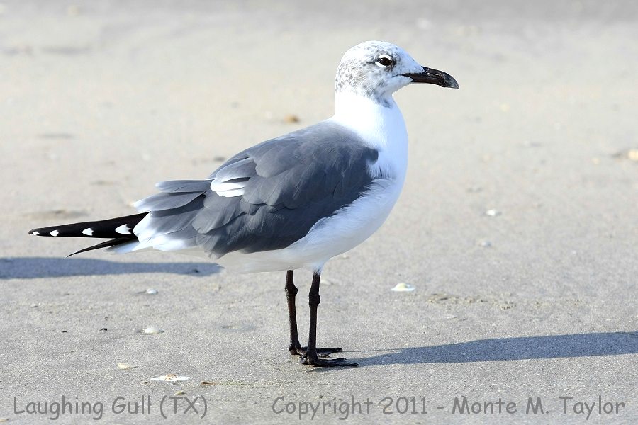 Laughing Gull -winter adult- (Texas)