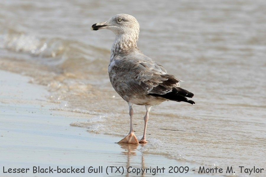 Lesser Black-backed Gull -winter 2nd/3rd cycle- (Texas)