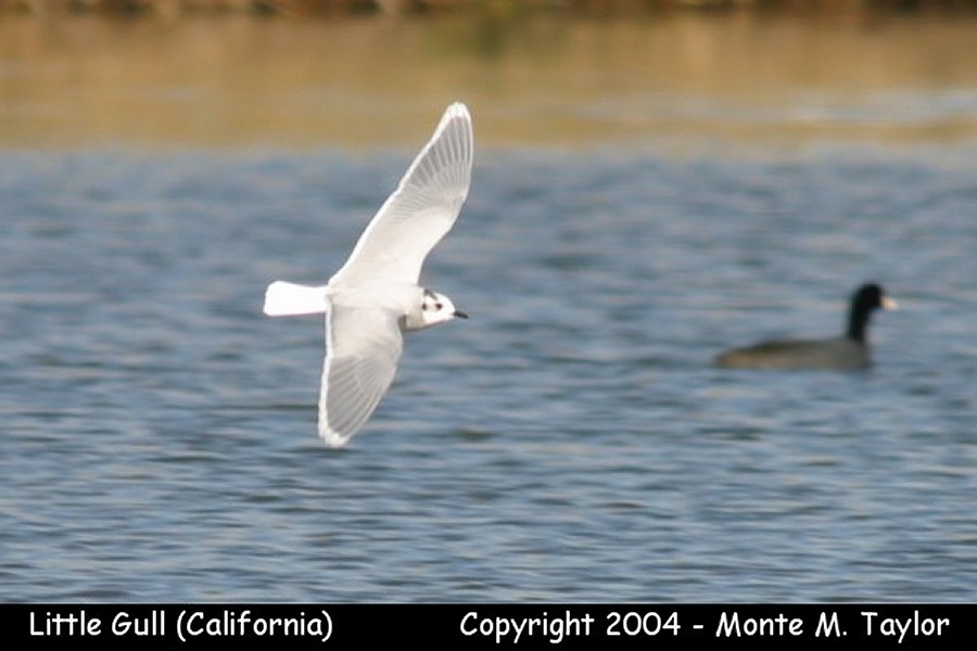 Little Gull -winter adult Jan 6th, 2004- (Prado Basin, California)