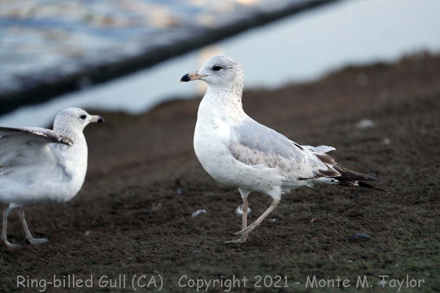 Ring-billed Gull- winter 1st cycle- (California)