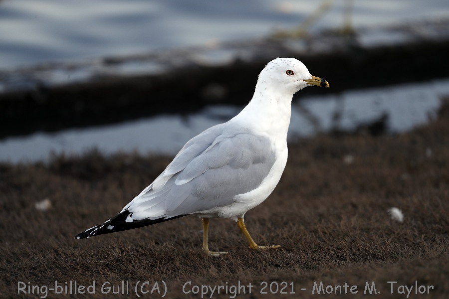 Ring-billed Gull -winter adult- (California)