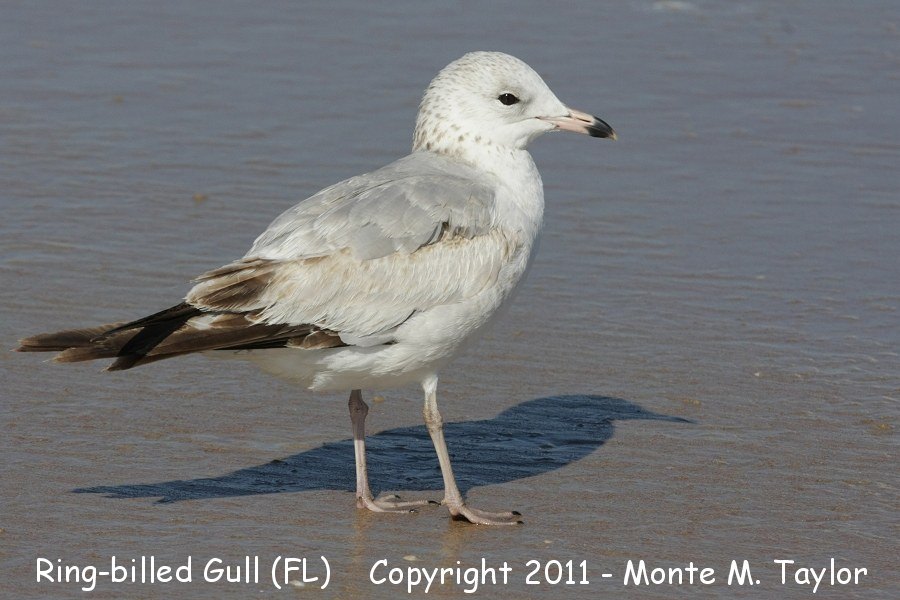 Ring-billed Gull -winter- (Florida)