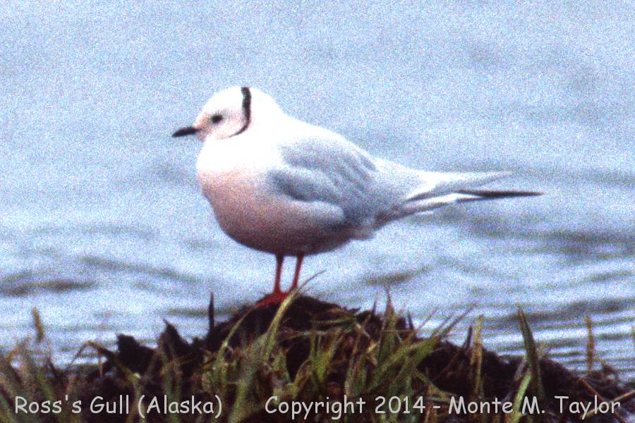 Ross's Gull -19900608 adult- (Antone Lake, Saint Paul Island, Alaska)