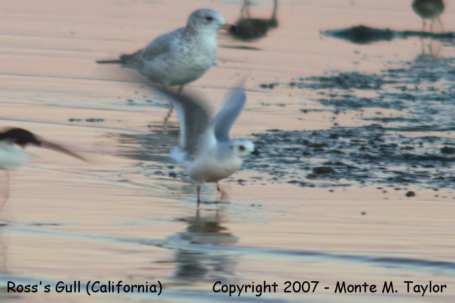 Ross's Gull -Nov 19th, 2006- (Salton Sea, California)