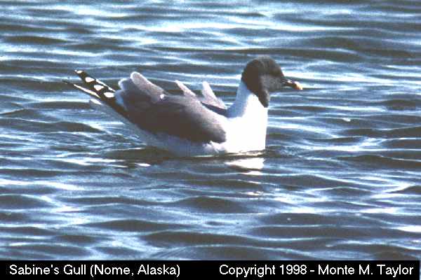 Sabine's Gull -spring- (Alaska)