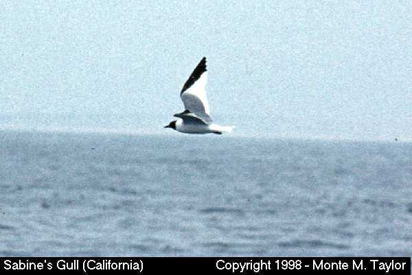 Sabine's Gull -spring- (California)