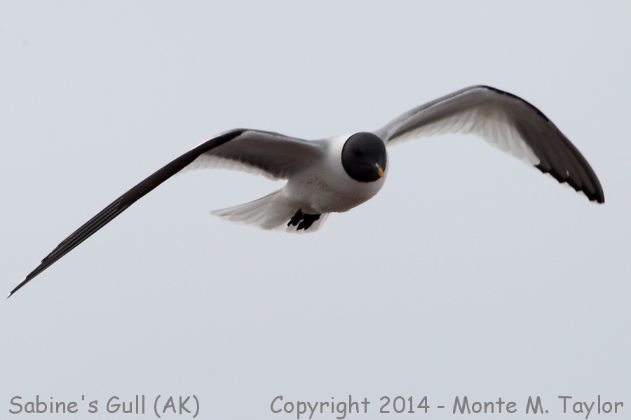 Sabine's Gull -spring- (Barrow, Alaska)