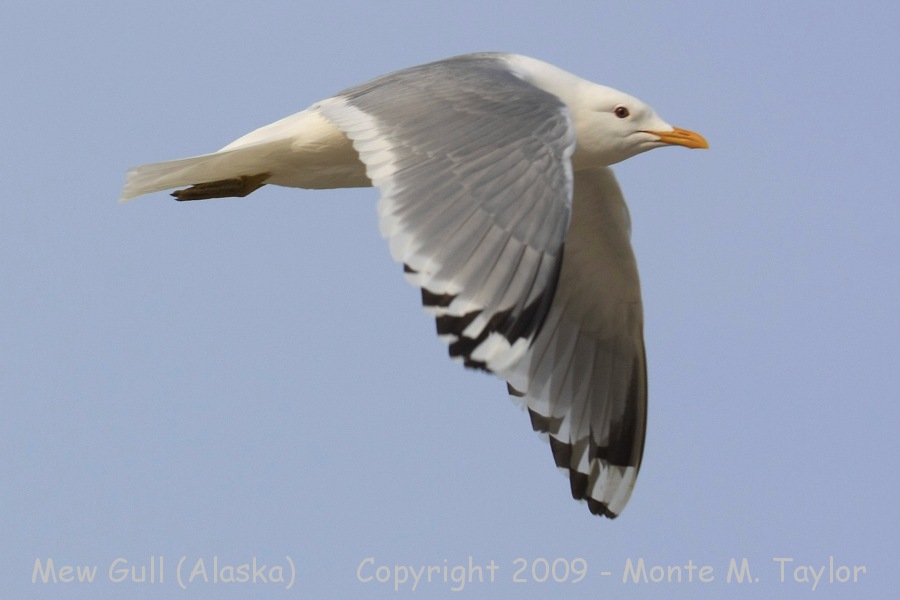 Mew Gull -spring adult- (Alaska)