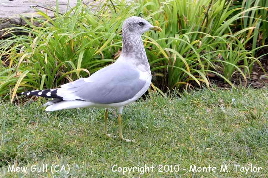 Mew Gull -winter adult- (California)