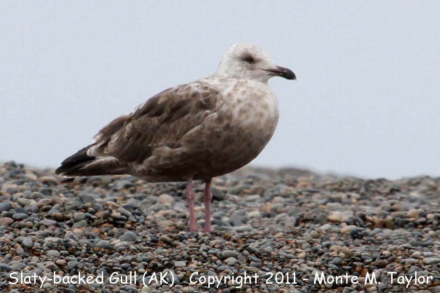 Slaty-backed Gull -fall 2nd cycle- (Gambell, St. Lawrence Island, Alaska)