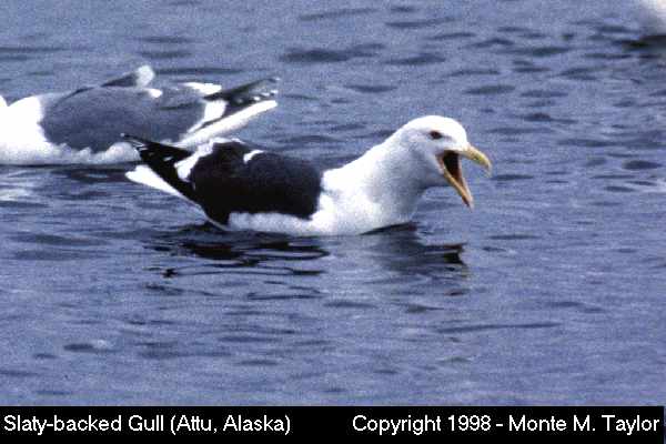 Slaty-backed Gull -spring adult- (Attu Island, Aleutians, Alaska)