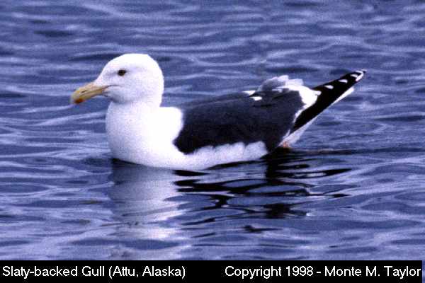 Slaty-backed Gull -spring adult- (Attu Island, Aleutians, Alaska)