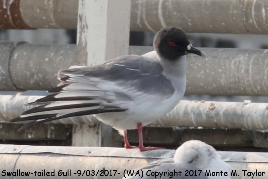 Swallow-tailed Gull -20170903- (Woodway, WA)