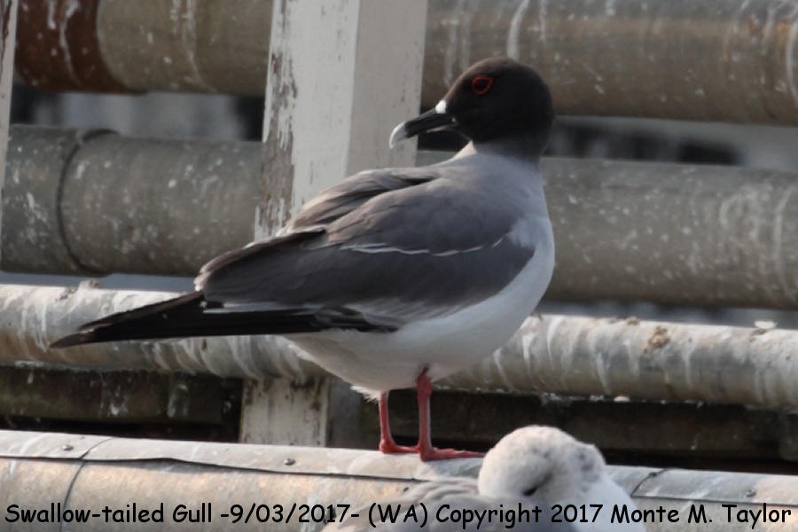 Swallow-tailed Gull -September 3rd, 2017- (Woodway, Washington)