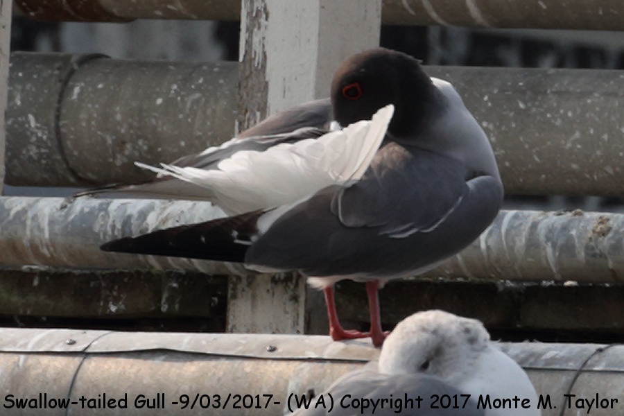 Swallow-tailed Gull -September 3rd, 2017- (Woodway, Washington)