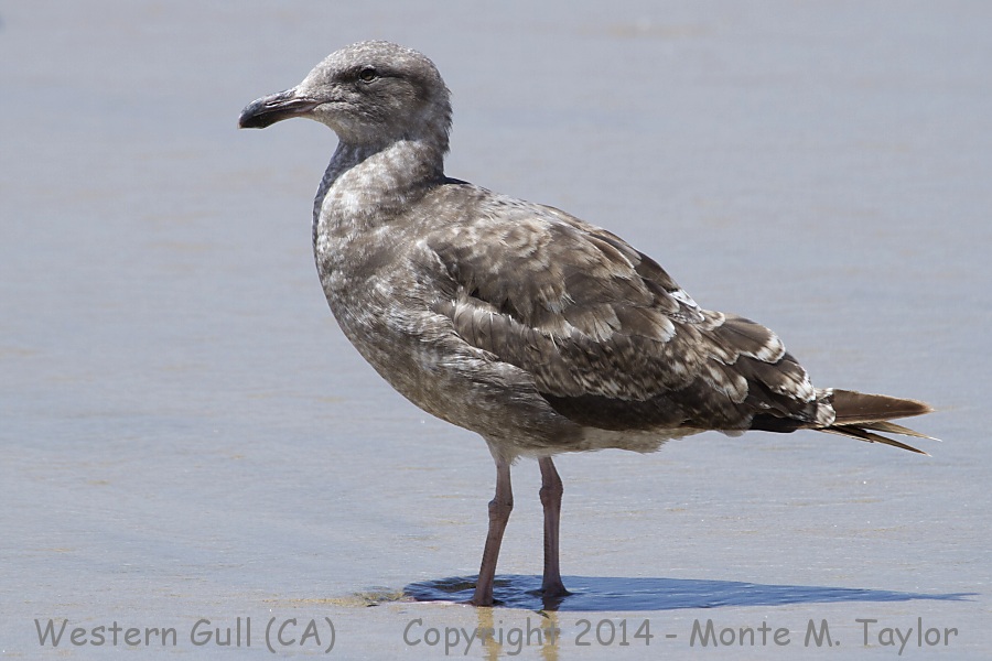 Western Gull -spring 1st cycle- (California)