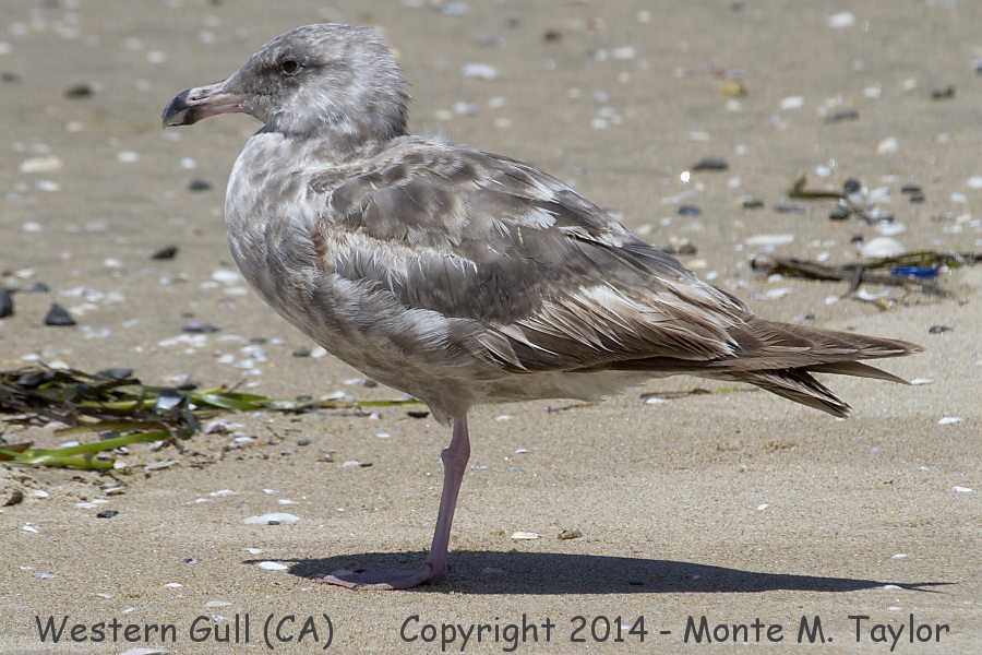 Western Gull -spring 1st cycle- (California)