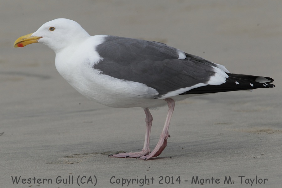 Western Gull -winter adult- (California)
