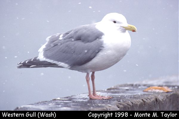 Western Gull -winter adult- (Washington)