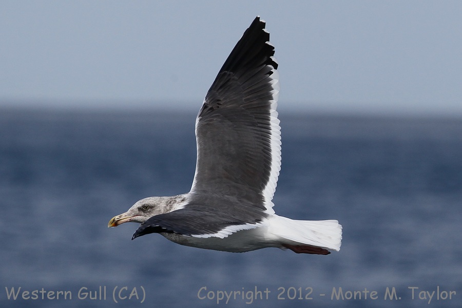 Western Gull -fall 3rd cycle- (California)