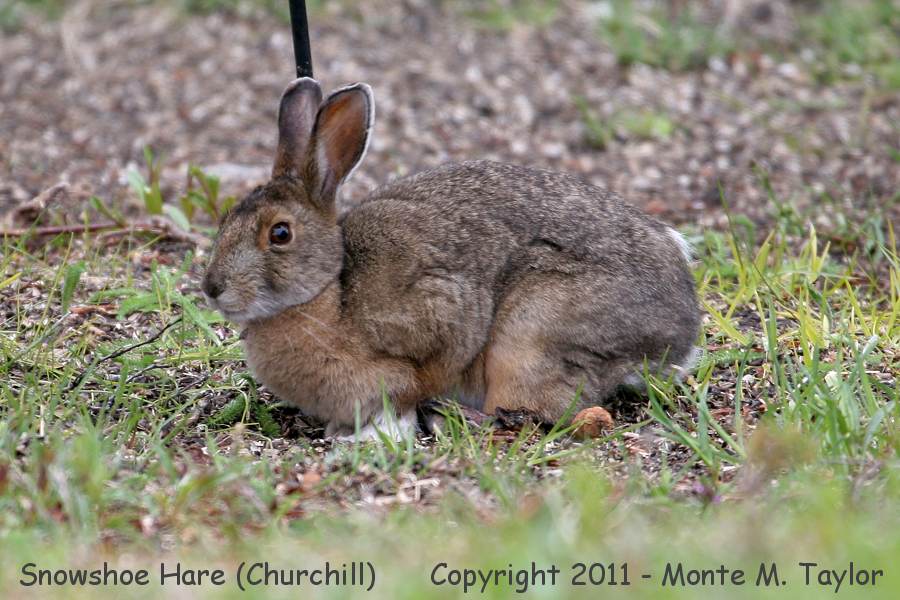 Snowshoe Hare -summer- (Churchill, Manitoba, Canada)