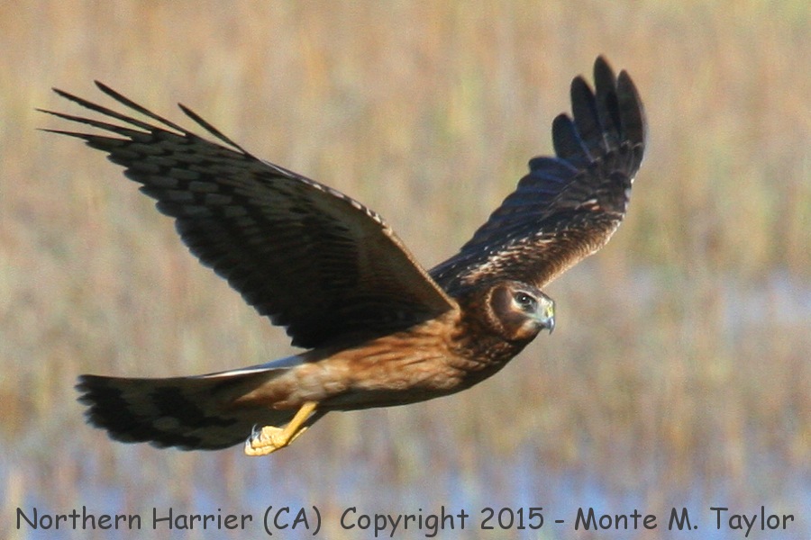 Northern Harrier -fall female- (California)