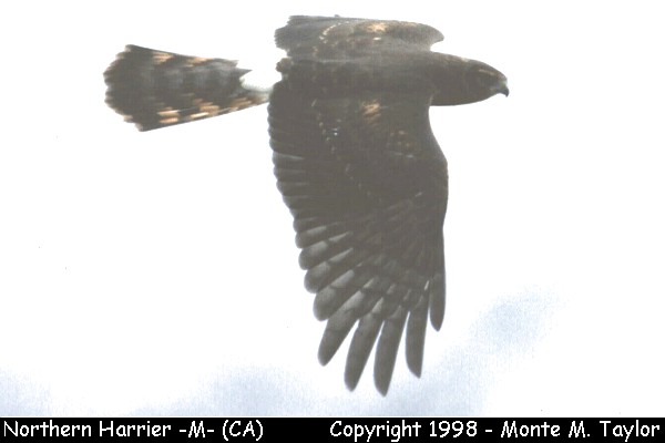 Northern Harrier -female- (California)