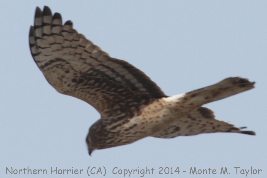 Northern Harrier -winter- (California)