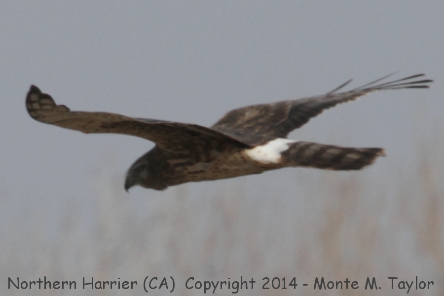 Northern Harrier -winter female- (California)