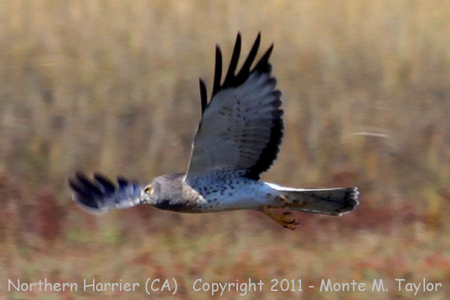 Northern Harrier -fall male- (California)
