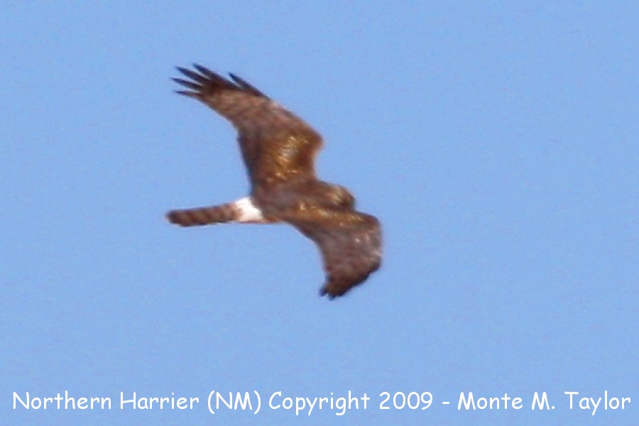 Northern Harrier -winter male- (New Mexico)