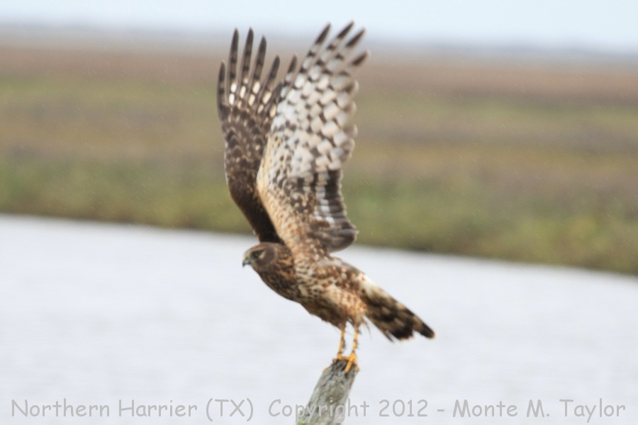 Northern Harrier -winter- (Texas)