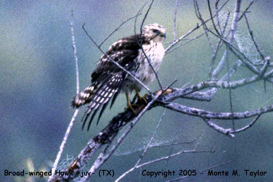 Broad-winged Hawk -spring juvenal- (Texas)