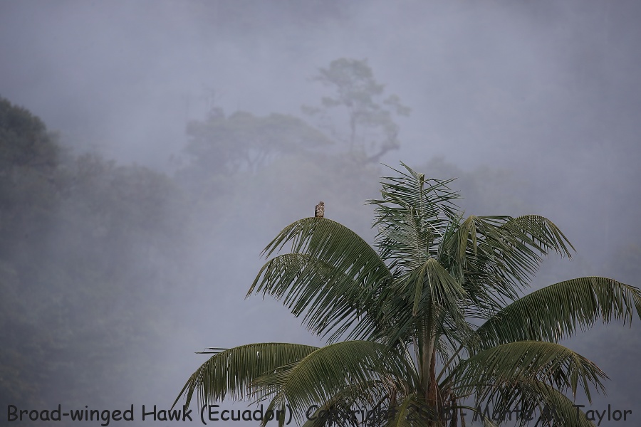 Broad-winged Hawk -November- (Paz Reserve, Ecuador)