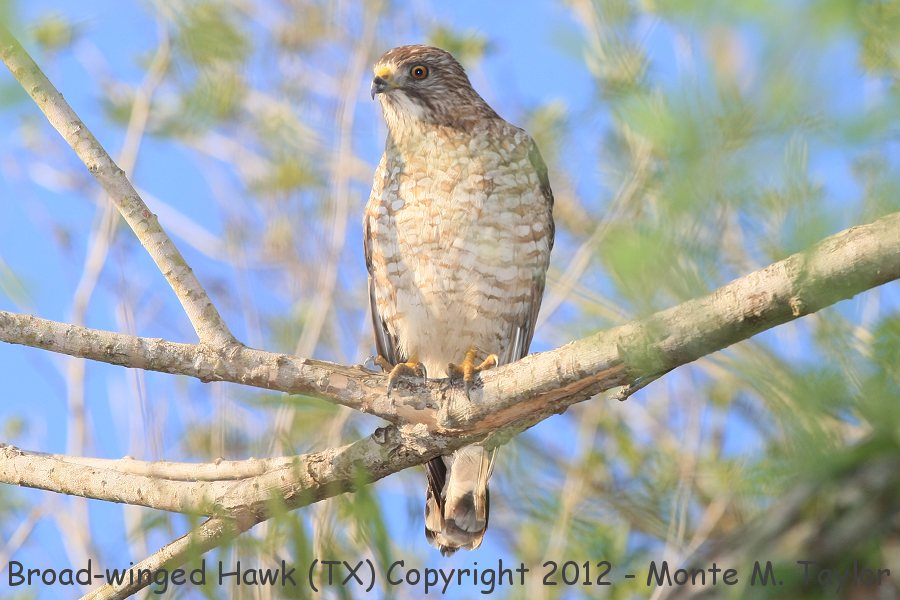 Broad-winged Hawk -spring- (Texas)