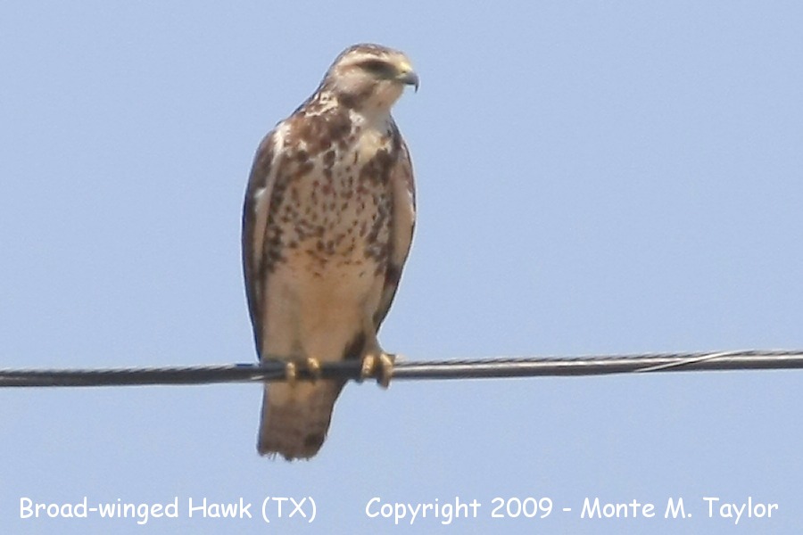 Broad-winged Hawk -spring juvenile- (Texas)