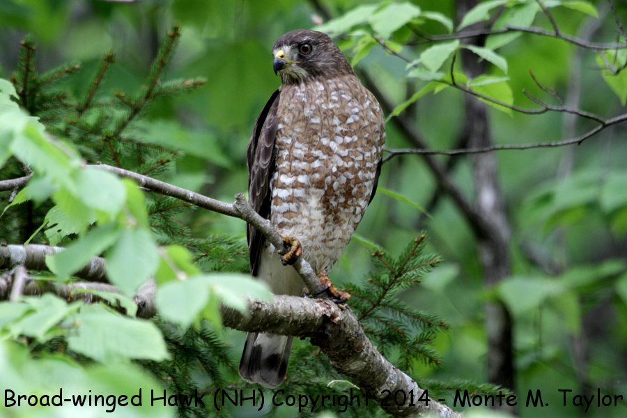Broad-winged Hawk -spring- (New Hampshire)
