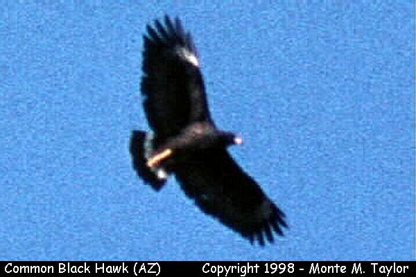 Common Black Hawk -winter- (Arizona)