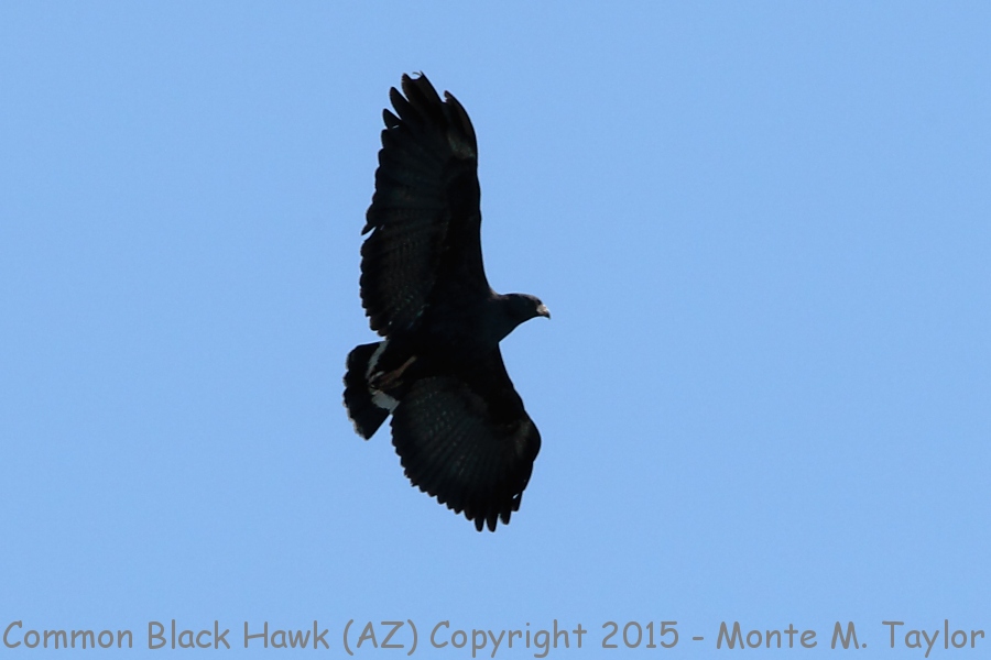 Common Black Hawk -spring- (Arizona) 