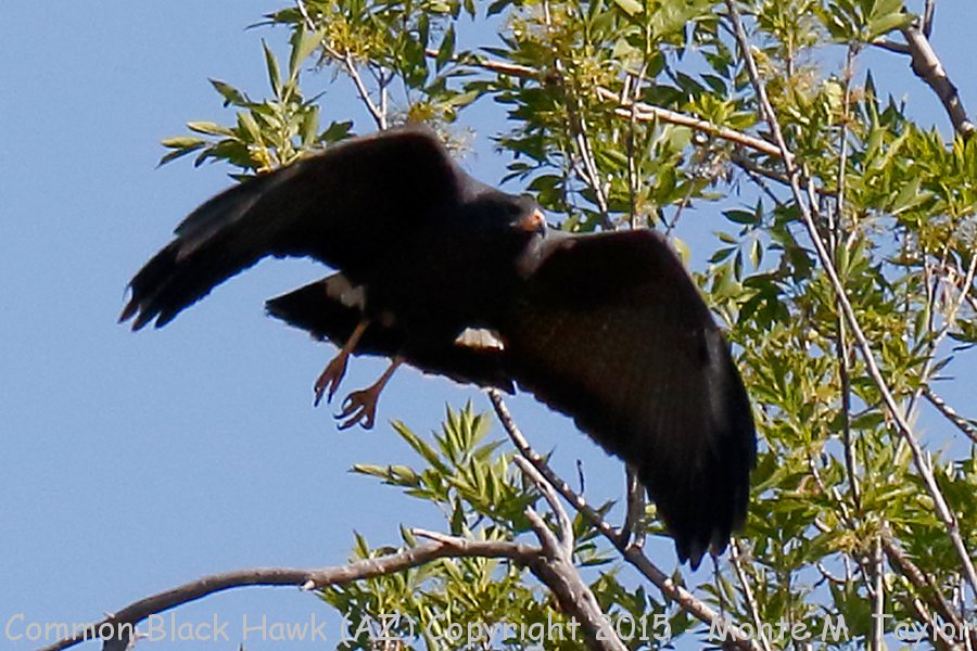 Common Black Hawk -spring- (Arizona)