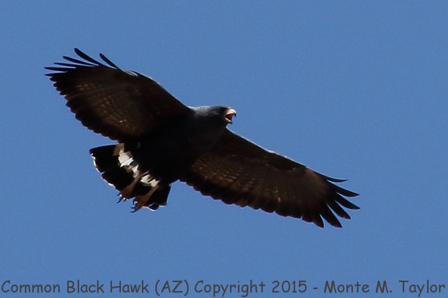 Common Black Hawk -spring- (Arizona)