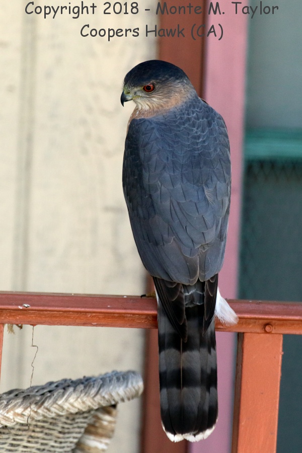 Cooper's Hawk -spring male- (California)