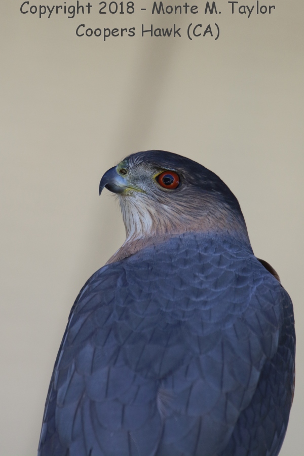 Cooper's Hawk -spring male- (California)