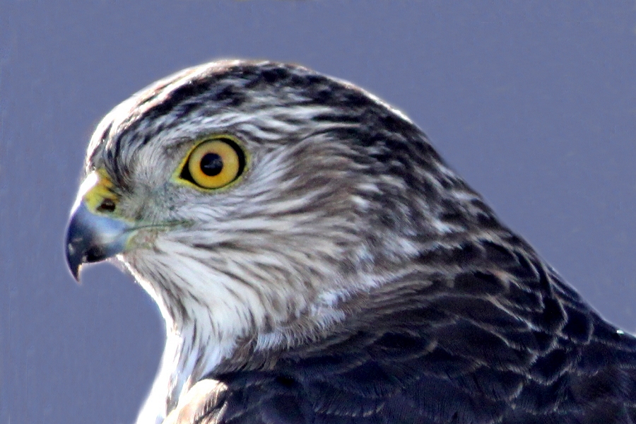 Sharp-shinned to show differences from a Coopers Hawk