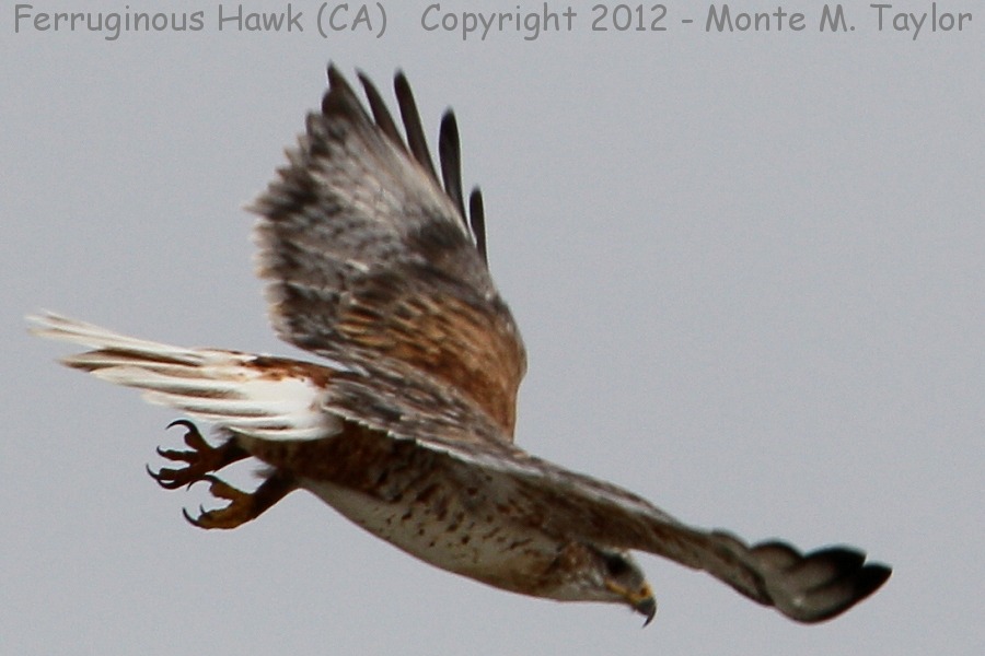 Ferruginous Hawk -fall- (California)