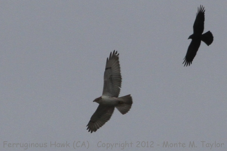 Ferruginous Hawk -fall chased by american crow- (California)