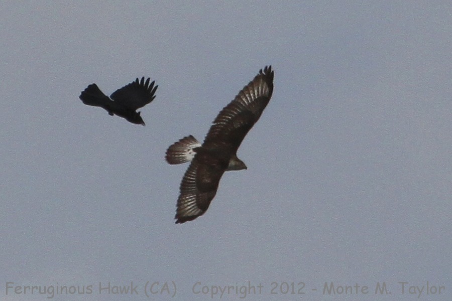 Ferruginous Hawk -fall- (California)